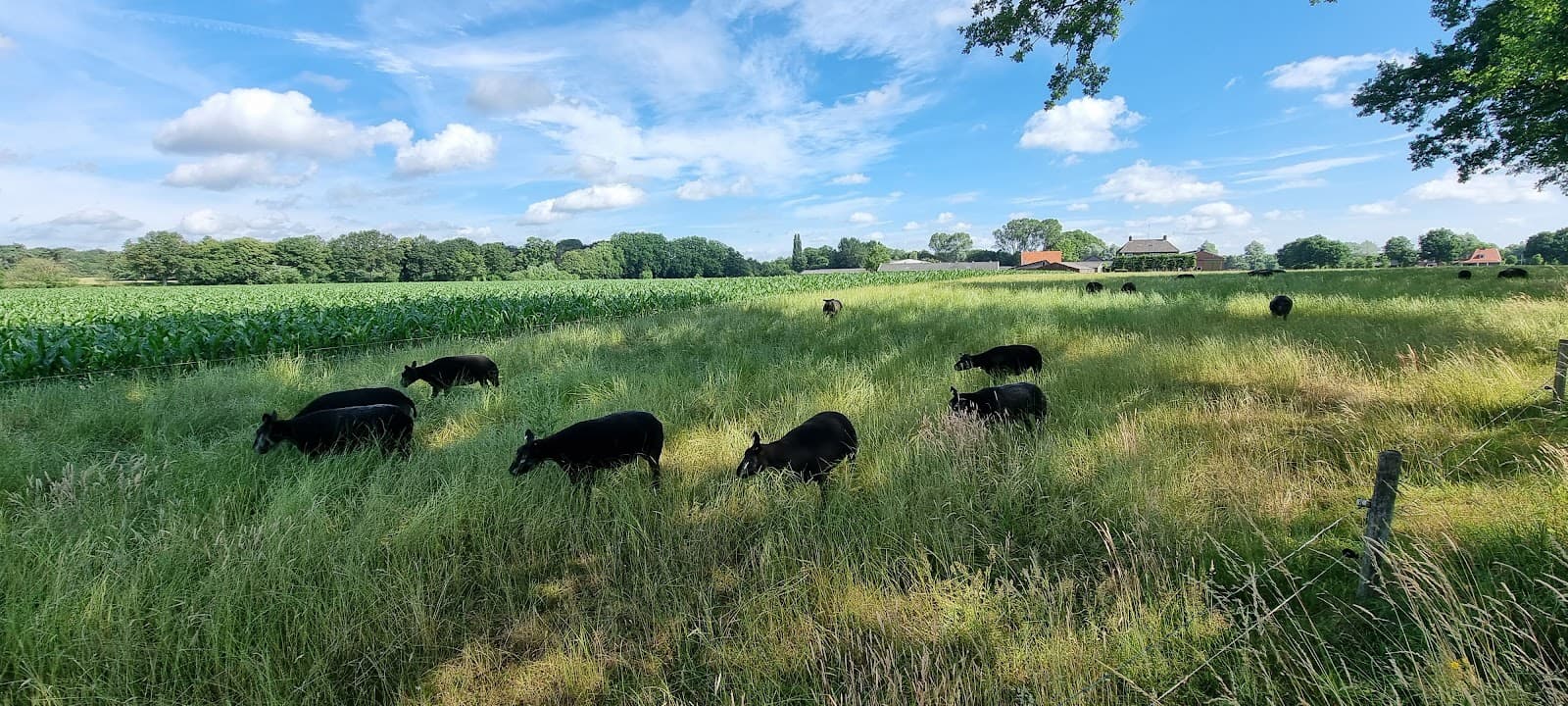 Gaanderen