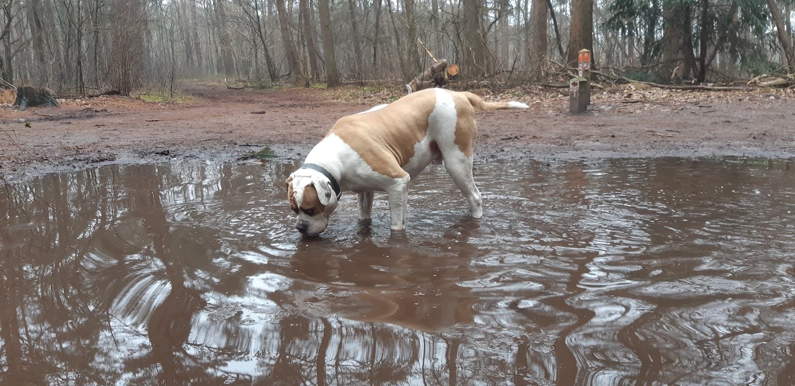 Hollandsche Rading