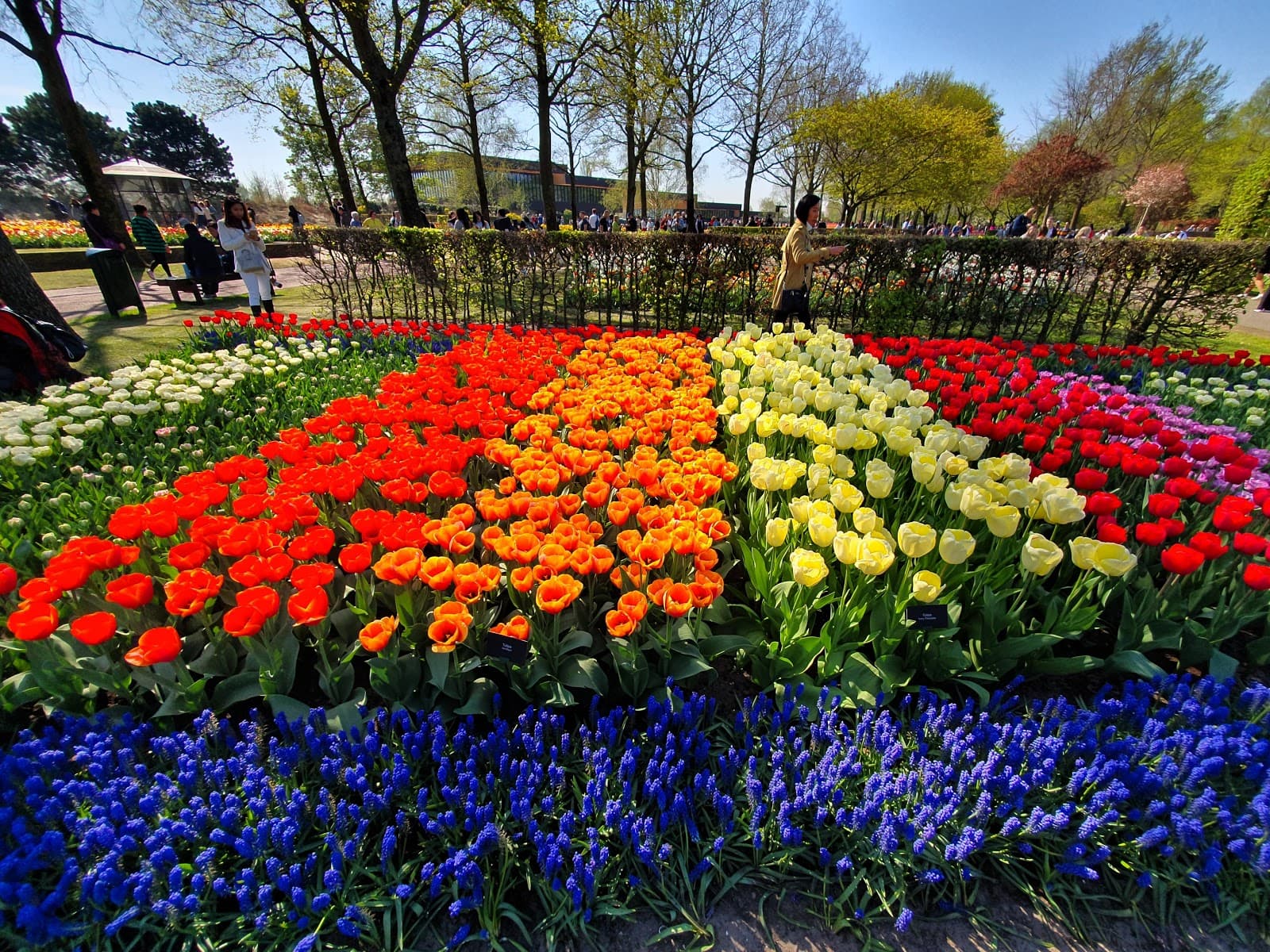 Lisse