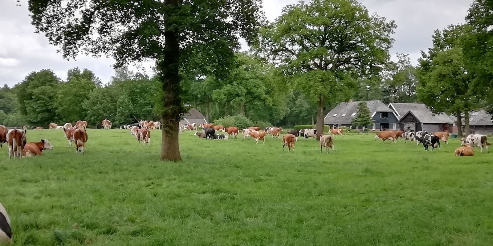 Ommen