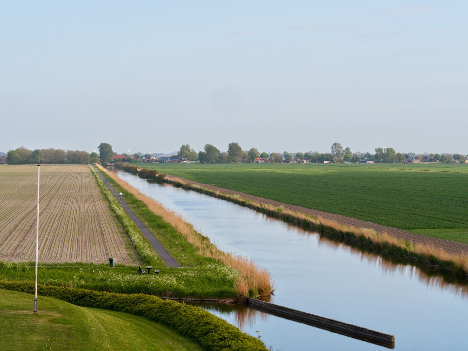 Zwarte Haan